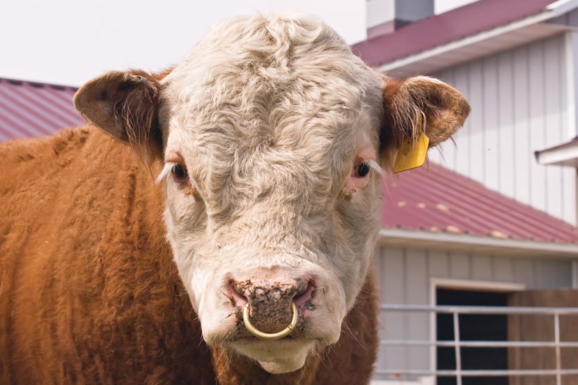 An image of a bull with a bullring staring into the camera