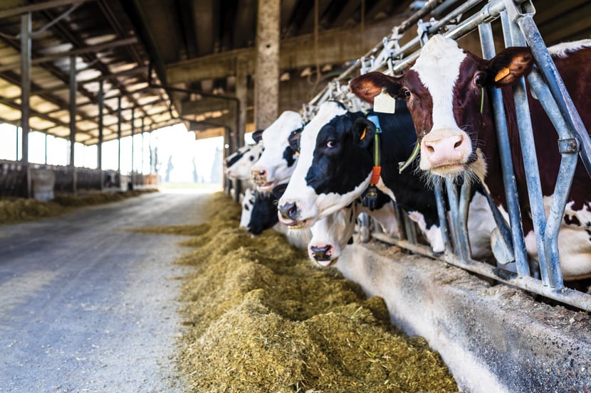 Cattle grazing in their stall