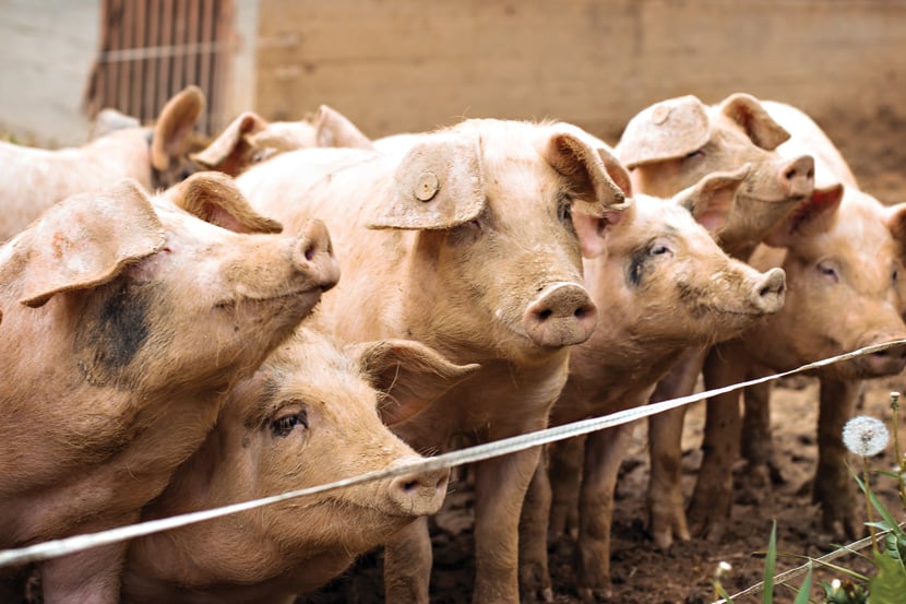 A passel of hogs