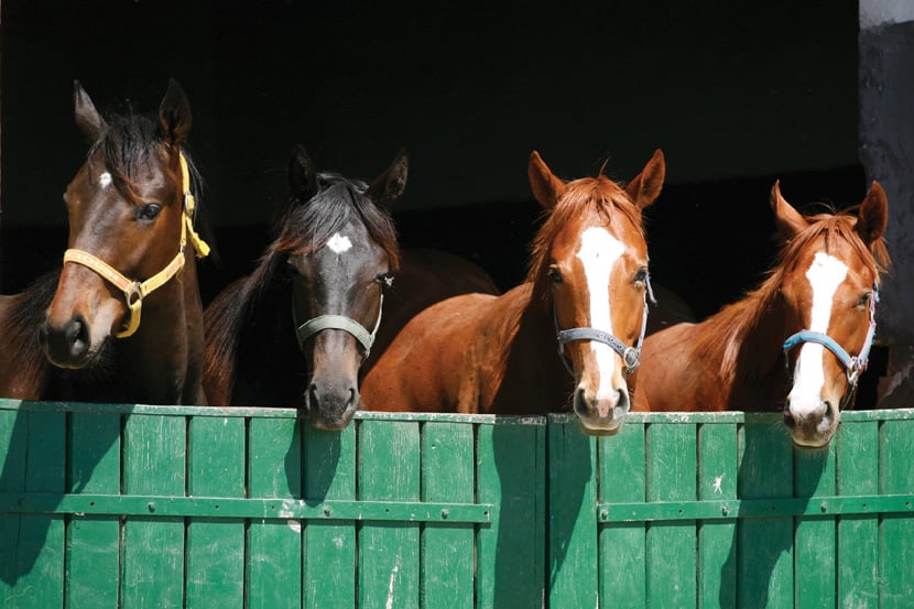 Four horses of various colours penned in a green stall