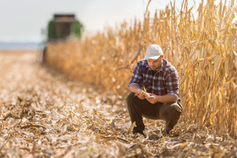 A farming crouching down in a golden wheat field being harvested