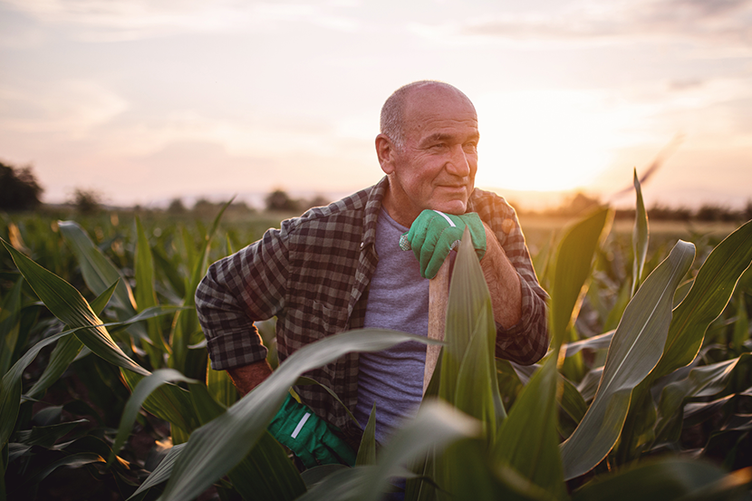 Farmer in corn field