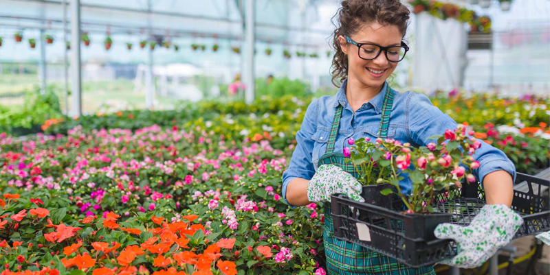 Florists woman working with flowers in a greenhouse. Young woman working in flower garden. Woman entrepreneur
