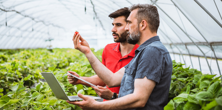 Two fruit and vegetable growers analyzing produce in a greenhouse