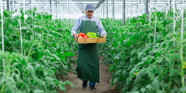 Worker walking through a lush greenhouse holding a wooden crate of fresh produce. Worker walking through a lush greenhouse holding a wooden crate of fresh produce.