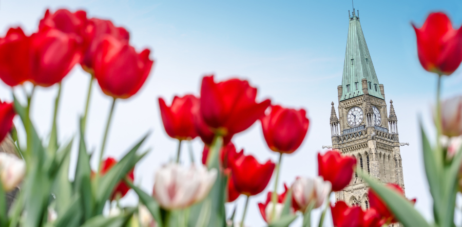 Image of red and white tulips with parliment building showing behind 