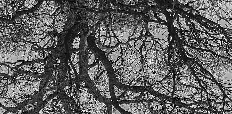Black and white picture showing tree branches