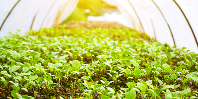 egg plant sapling in greenhouse in the agriculture field